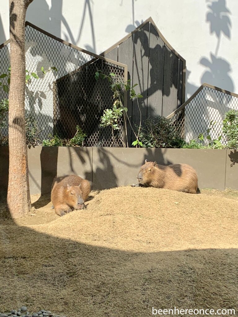 capybara cafe